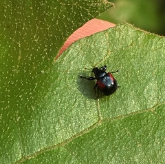Synolabus bipustulatus