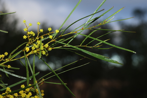 Image of Acacia adunca by (c) Greg Tasney, some rights reserved (CC BY-SA)