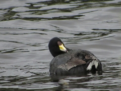 Fulica americana columbiana
