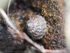 Bembicium