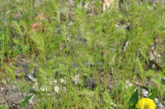 Poa bulbosa vivipara