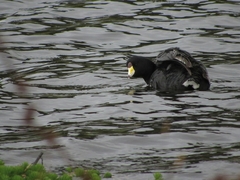Fulica americana columbiana