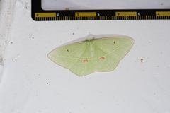 Tanaoctenia haliaria