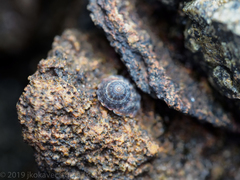 Bembicium