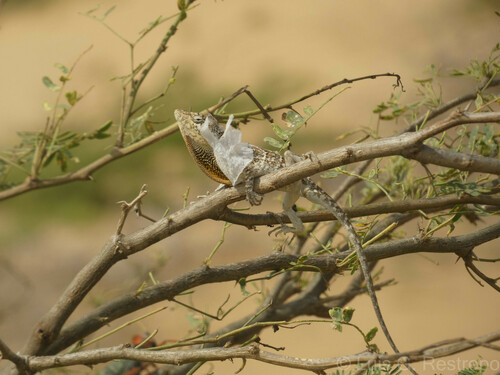 Bulky Anole, Anolis onca