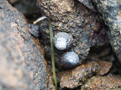 Bembicium