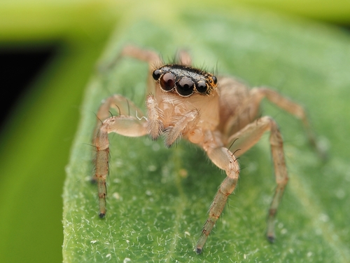 Beardfooted spider