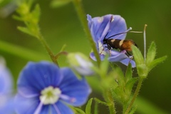 Cauchas fibulella