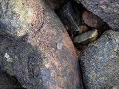 Bembicium