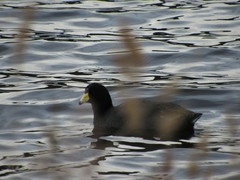 Fulica americana columbiana