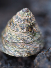 Bembicium