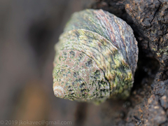 Bembicium