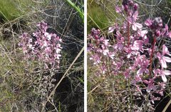Stylidium brunonianum