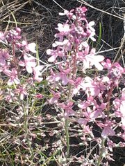 Stylidium brunonianum