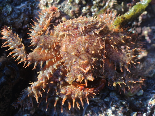 Hapalogaster mertensii