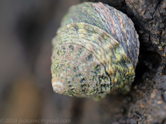 Bembicium