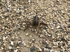 Procambarus gracilis
