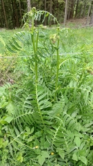 Cirsium erisithales