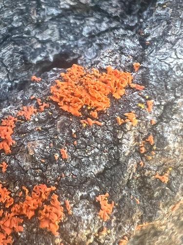 iNaturalist observation photo of Shrubby Sunburst Lichen