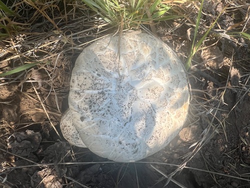 iNaturalist observation photo of Giant Sawgill