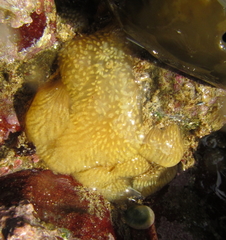 Pseudodistoma opacum