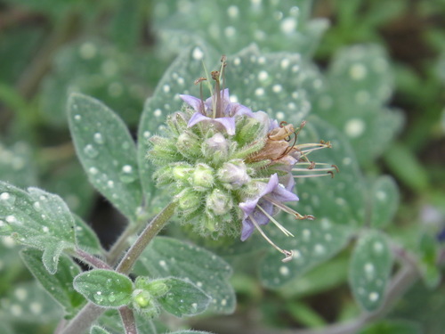 Image of Phacelia hydrophylloides by (c) Garth Harwood, some rights reserved (CC BY)