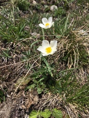 Ranunculus kuepferi