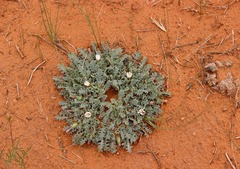 Glyptopleura marginata