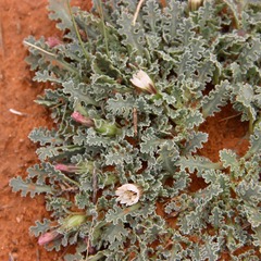 Glyptopleura marginata