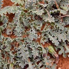 Glyptopleura marginata