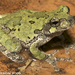 Cope's Gray Treefrog - Photo (c) Todd Pierson, some rights reserved (CC BY-NC-SA)