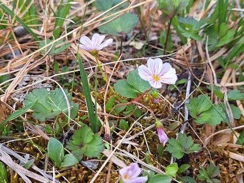 Image of Claytonia sarmentosa by (c) Syd Cannings, some rights reserved (CC BY)