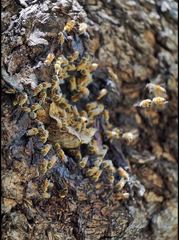 Apis mellifera