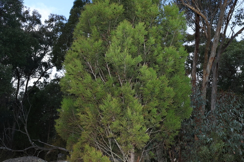 Image of Callitris endlicheri by (c) Greg Tasney, some rights reserved (CC BY-SA)