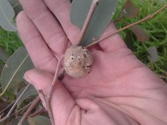 Apiomorpha maliformis