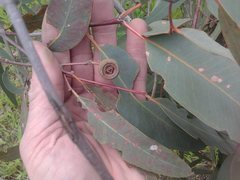 Apiomorpha maliformis