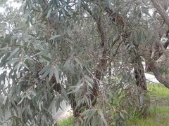 Apiomorpha maliformis