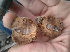 Apiomorpha maliformis