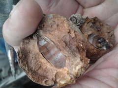 Apiomorpha maliformis