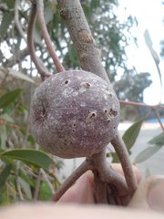 Apiomorpha maliformis