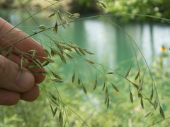 Festuca versuta