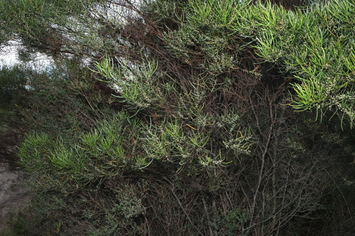 Image of Acacia viscidula by (c) Greg Tasney, some rights reserved (CC BY-SA)