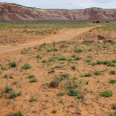 Malacothrix sonchoides