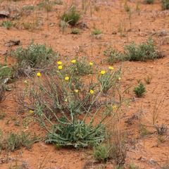 Malacothrix sonchoides