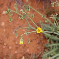 Malacothrix sonchoides