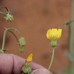 Malacothrix sonchoides