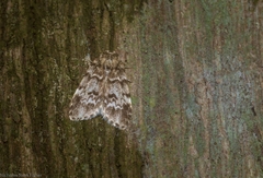 Scaphidriotis xylogramma