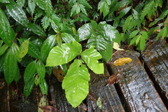 Tectaria polymorpha