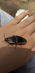 Chalcolepidius lafargi