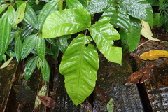 Tectaria polymorpha